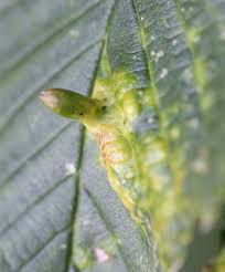 Attēlu rezultāti vaicājumam “Tetraneura ulmi”