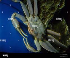 Image result for Chionoecetes opilio