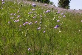 Image result for Knautia arvensis