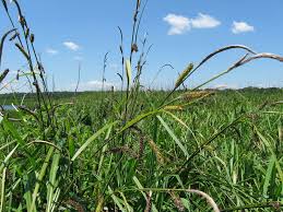 Attēlu rezultāti vaicājumam “Carex acutiformis”