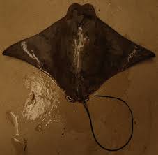 Image result for Rhinoptera bonasus