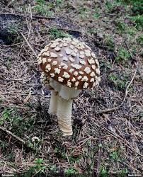 Attēlu rezultāti vaicājumam “Diderma subincarnatum”