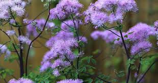 Attēlu rezultāti vaicājumam “Thalictrum aquilegifolium leaf”