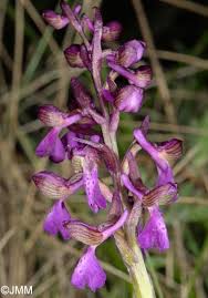 Attēlu rezultāti vaicājumam “Orchis morio”