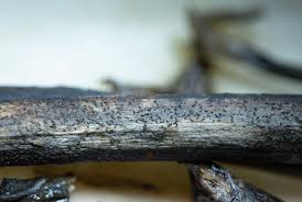 Attēlu rezultāti vaicājumam “Licea testudinacea young”