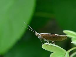 Attēlu rezultāti vaicājumam “Ypsolopha dentella”