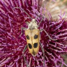 Attēlu rezultāti vaicājumam “Pachyta quadrimaculata”