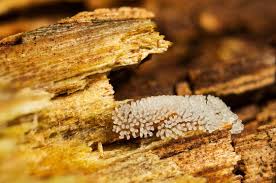 Attēlu rezultāti vaicājumam “Stemonitis foliicola macro”