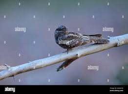 Attēlu rezultāti vaicājumam “Caprimulgus europaeus adult”