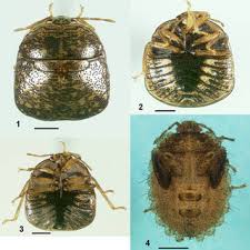 Attēlu rezultāti vaicājumam “Cribraria piriformis macro”
