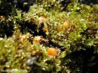 Attēlu rezultāti vaicājumam “Octospora humosa”