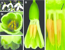 Attēlu rezultāti vaicājumam “Galanthus nivalis flower”