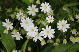 Attēlu rezultāti vaicājumam “Stellaria holostea leaf”