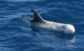 Image result for Grampus griseus