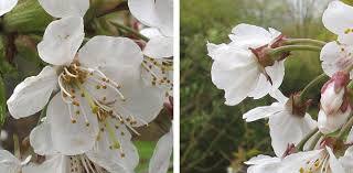 Attēlu rezultāti vaicājumam “Prunus avium flower”