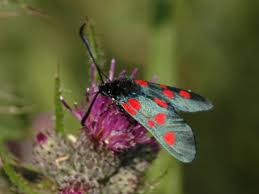 Attēlu rezultāti vaicājumam “Zygaena lonicerae”
