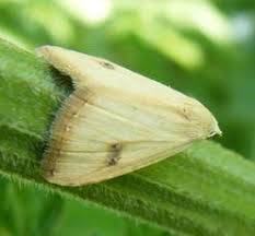 Attēlu rezultāti vaicājumam “Rivula sericealis”