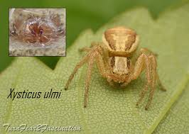 Attēlu rezultāti vaicājumam “Xysticus ulmi”