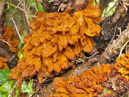 Attēlu rezultāti vaicājumam “Gymnosporangium sabinae”