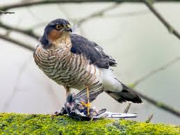 Attēlu rezultāti vaicājumam “Accipiter nisus male”