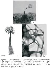 Attēlu rezultāti vaicājumam “Cribraria purpurea plasmodium”