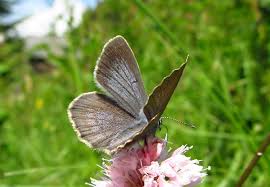 Attēlu rezultāti vaicājumam “Maculinea teleius underside”
