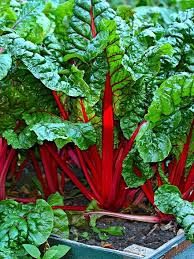 Image result for Beta vulgaris