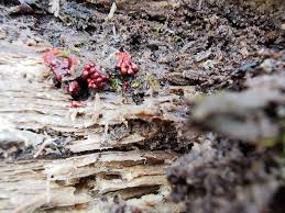 Attēlu rezultāti vaicājumam “Lignydium muscorum plasmodium”