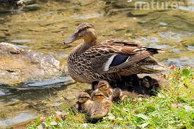 Attēlu rezultāti vaicājumam “Anas platyrhynchos female”