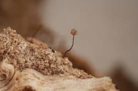 Attēlu rezultāti vaicājumam “Cribraria pertenuis”