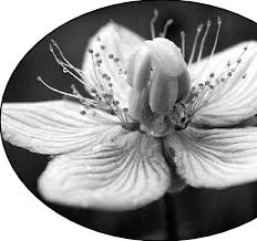 Attēlu rezultāti vaicājumam “Parnassia palustris flower”