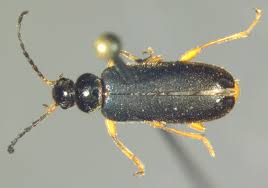 Attēlu rezultāti vaicājumam “Pyrochroidae”