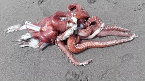 Image result for Dosidicus gigas