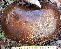 Attēlu rezultāti vaicājumam “Hypomyces chrysospermus”