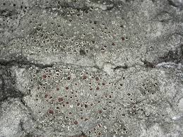 Attēlu rezultāti vaicājumam “Lecanora allophana”