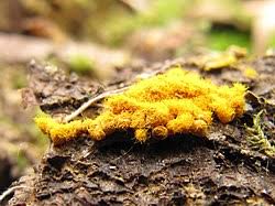 Attēlu rezultāti vaicājumam “Trichia scabra”