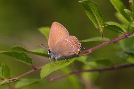 Attēlu rezultāti vaicājumam “Satyrium ilicis”