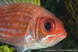 Image result for Holocentrus adscensionis