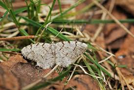 Attēlu rezultāti vaicājumam “Aethalura punctulata”