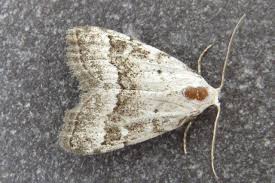 Attēlu rezultāti vaicājumam “Nola aerugula”