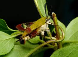 Attēlu rezultāti vaicājumam “Hemaris fuciformis”