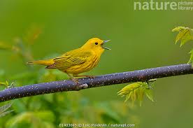 Image result for Dendroica petechia