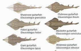 Image result for Glaucostegus cemiculus
