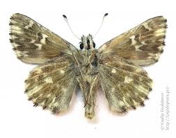 Attēlu rezultāti vaicājumam “Carcharodus floccifera”