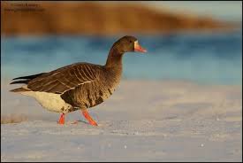 Attēlu rezultāti vaicājumam “Anser albifrons”