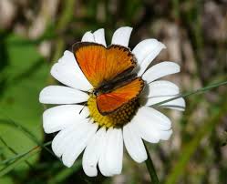 Attēlu rezultāti vaicājumam “Lycaena virgaureae male”