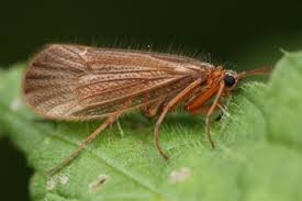 Attēlu rezultāti vaicājumam “Chaetopteryx villosa”