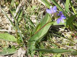 Attēlu rezultāti vaicājumam “Polygala vulgaris leaf”