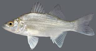 Image result for Morone chrysops