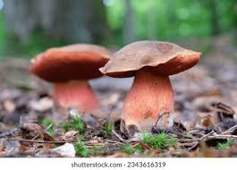 Attēlu rezultāti vaicājumam “Sutorius luridiformis”